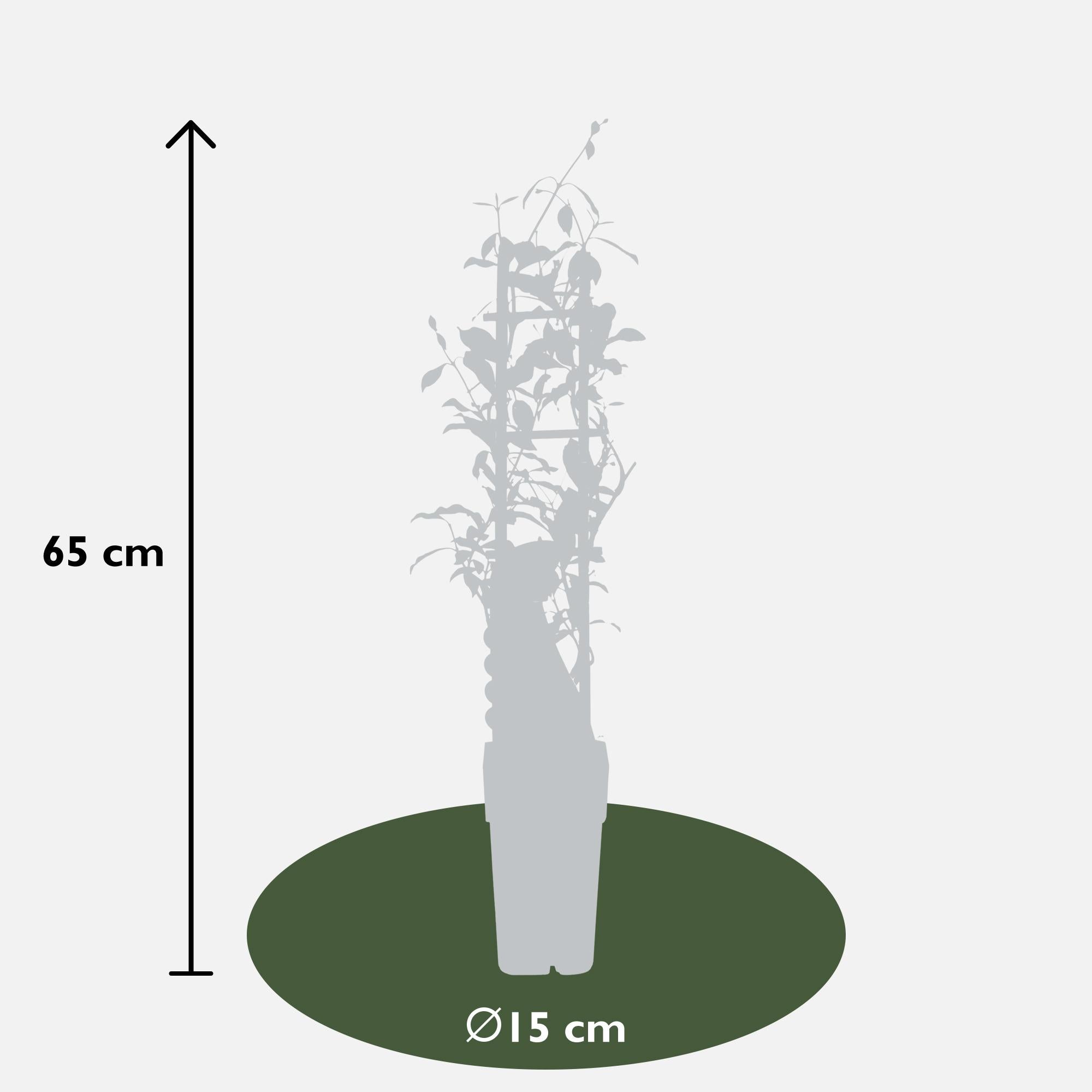 3x - Trachelospermum Mix - ↨65cm - Ø15