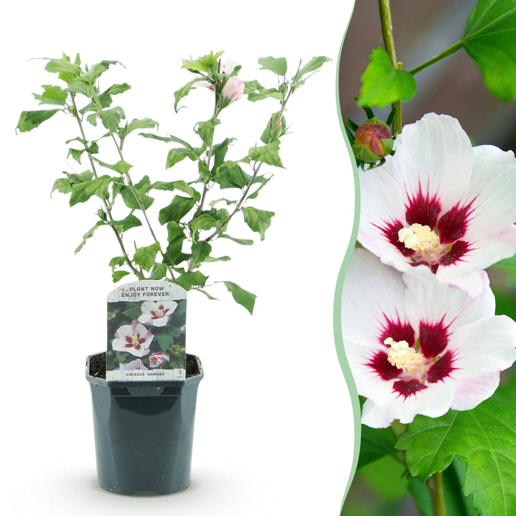 Heesters - Hibiscus syriacus Hamabo - Bloem Licht roze - 1 Plant - Bladverliezend - Weinig Onderhoud - Pot 17cm Hoogte 45cm