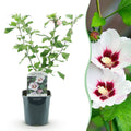 Heesters - Hibiscus syriacus Hamabo - Bloem Licht roze - 1 Plant - Bladverliezend - Weinig Onderhoud - Pot 17cm Hoogte 45cm