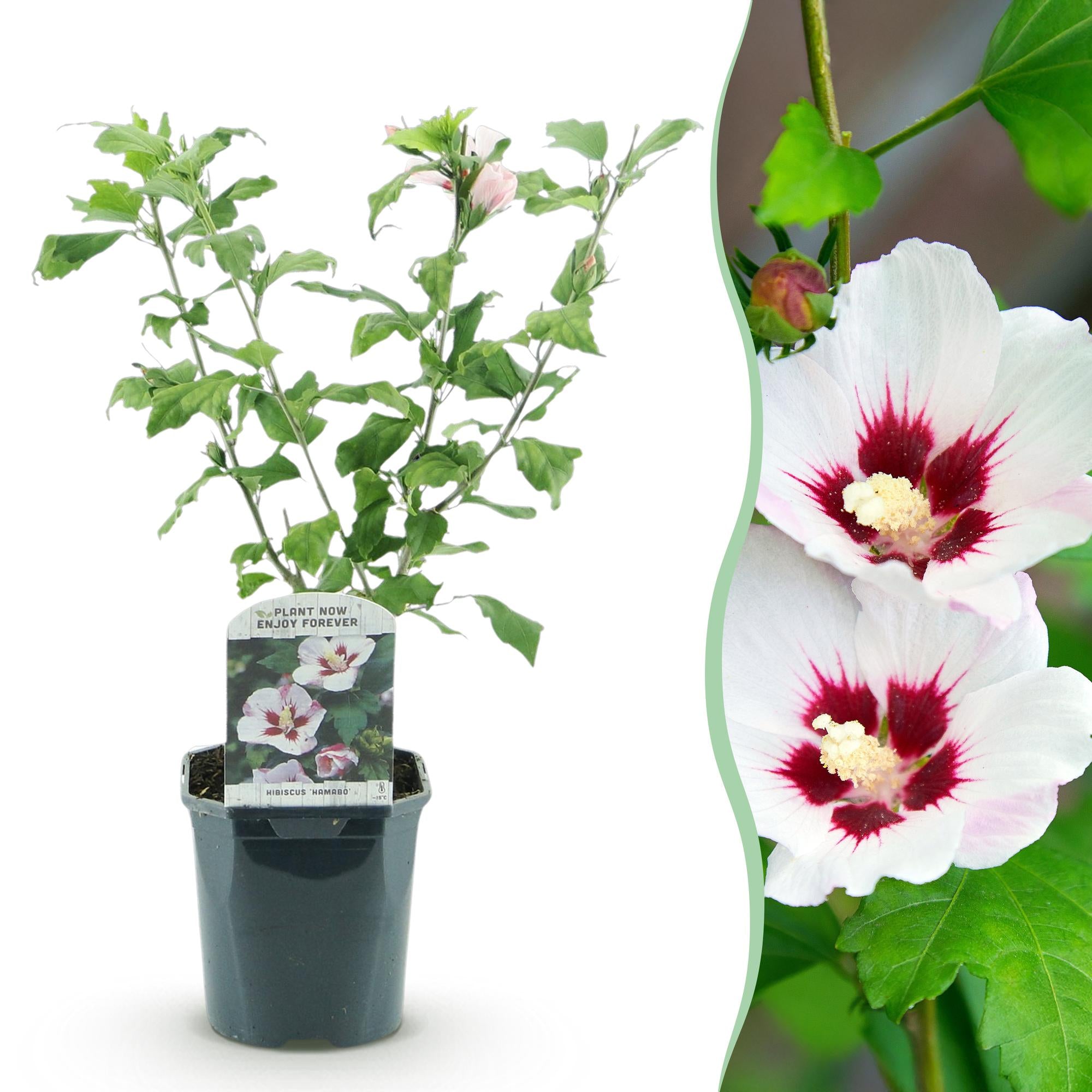 Heesters - Hibiscus syriacus Hamabo - Bloem Licht roze - 1 Plant - Bladverliezend - Weinig Onderhoud - Pot 17cm Hoogte 45cm