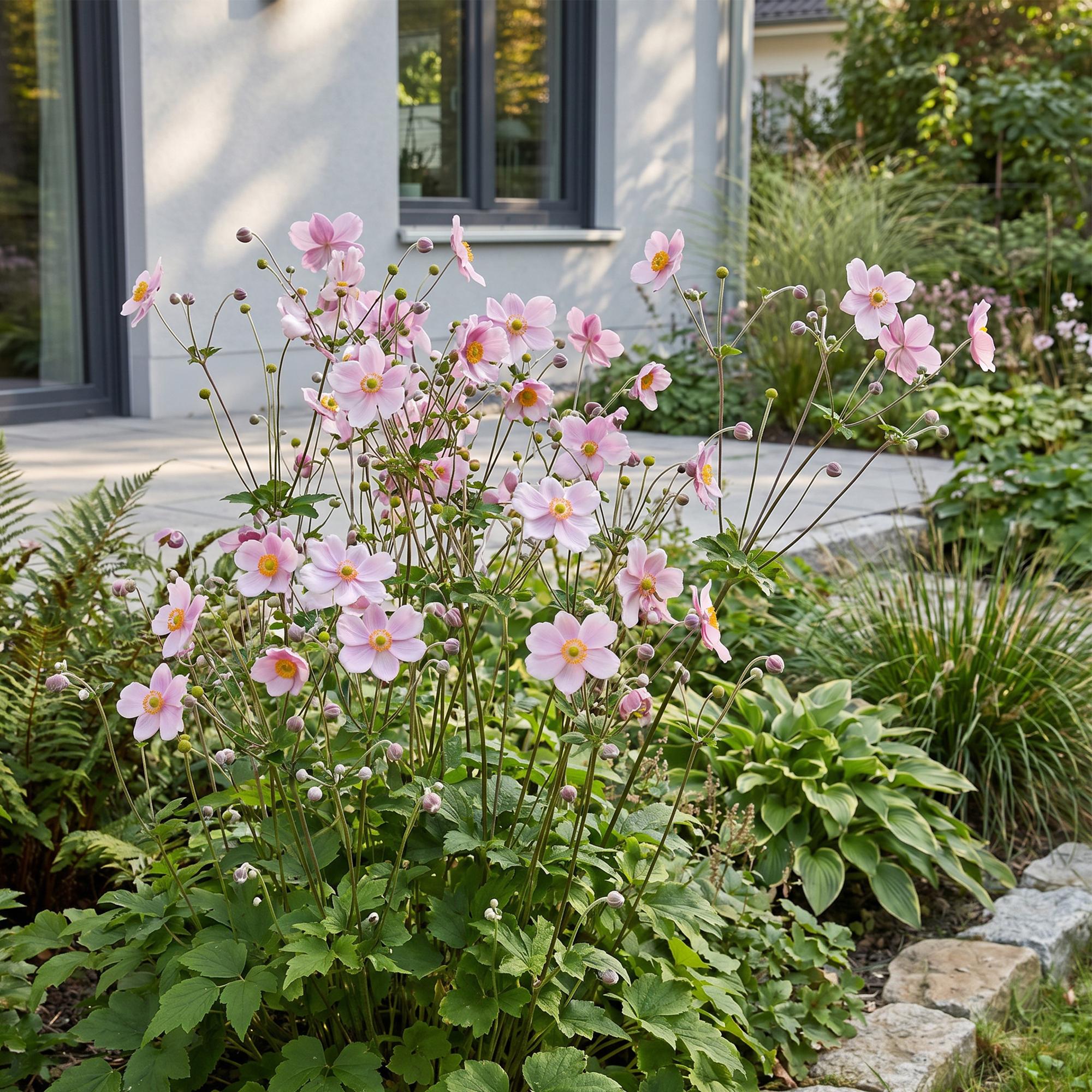 Vasteplant - Anemone hybr. Kön. Charlotte - Herfst Anemoon - Schaduw - Roze - 1 Plant - Pot 11cm - Hoogte 15-25cm