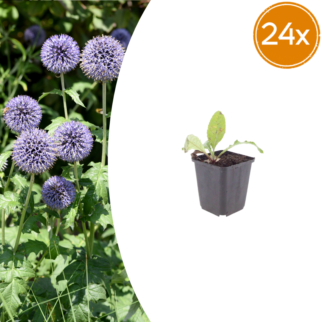 24x Echinops ritro - ↕10-25cm - Ø9cm
