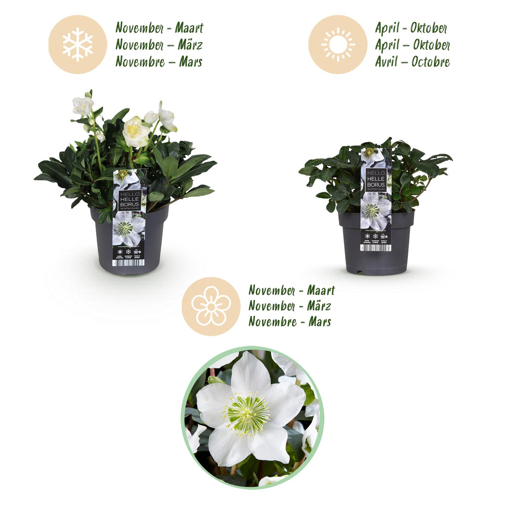 Tuinplant - Kerstroos - Helleborus Christmas Carol  - Witte Bloem -2 Planten - Groenblijvend - Pot 17cm Hoogte 35cm