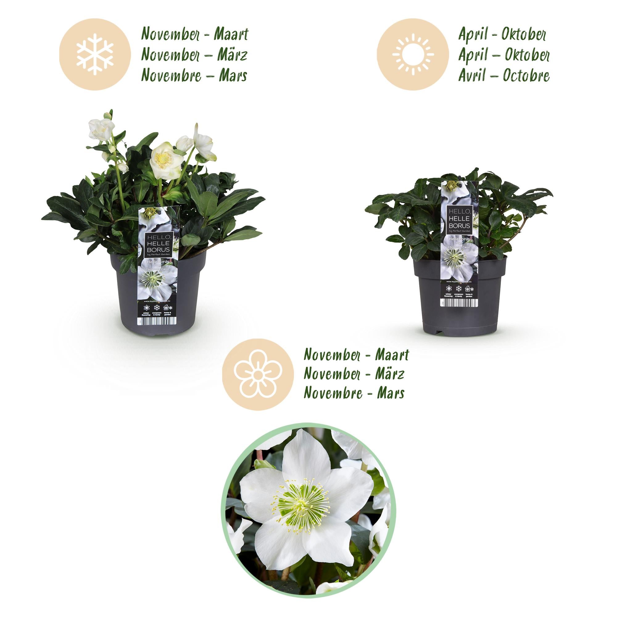 Tuinplant - Kerstroos - Helleborus Christmas Carol  - Witte Bloem -2 Planten - Groenblijvend - Pot 17cm Hoogte 35cm