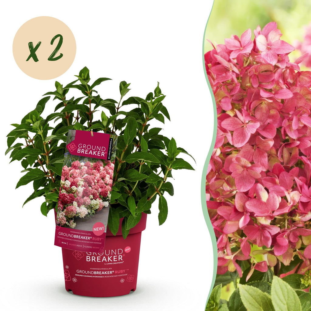Tuinplant - Hydrangea panniculata Groundbreaker Ruby - Pluimhortensia - Winterhard - Rood - 2 Planten - Pot 14cm -Hoogte 20-25cm