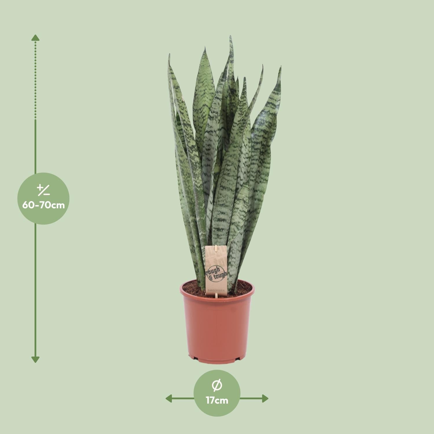 Sansevieria Zeylanica - Ø17cm - ↕60cm