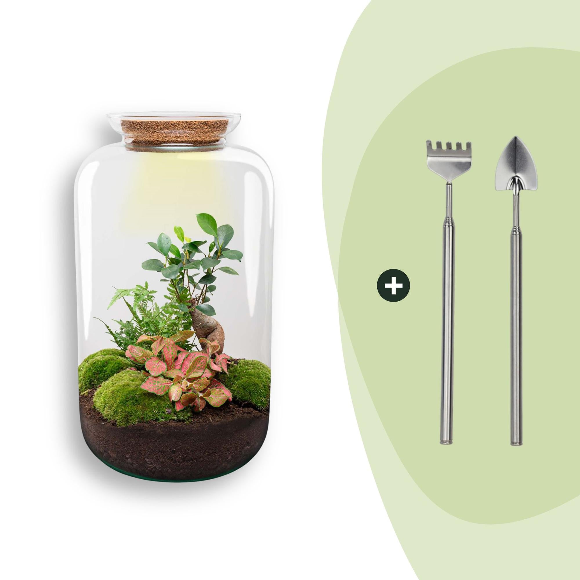 DIY terrarium - Sven XL Bonsai - Met verlichting - ↕ 43 cm - Rake + Shovel