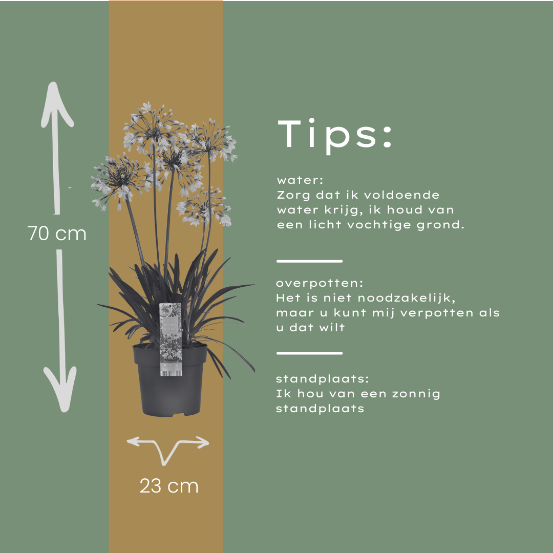 Agapanthus 'Fireworks'  23cm