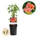 Trompetbloem - Campsis radicans Madame Galen - Bloem Oranje - Weinig onderhoud - 2 planten - Pot 11cm Hoogte 40cm