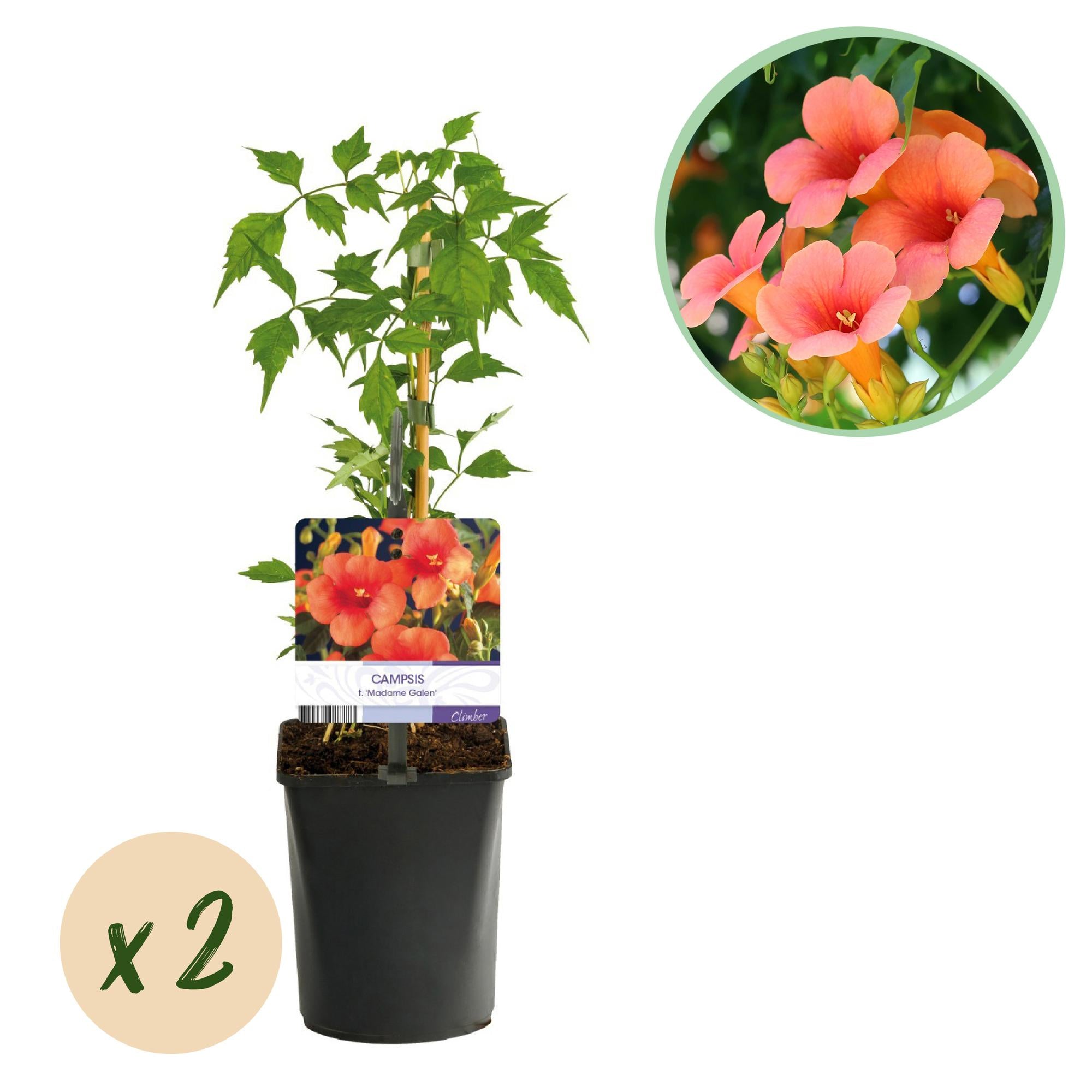 Trompetbloem - Campsis radicans Madame Galen - Bloem Oranje - Weinig onderhoud - 2 planten - Pot 11cm Hoogte 40cm