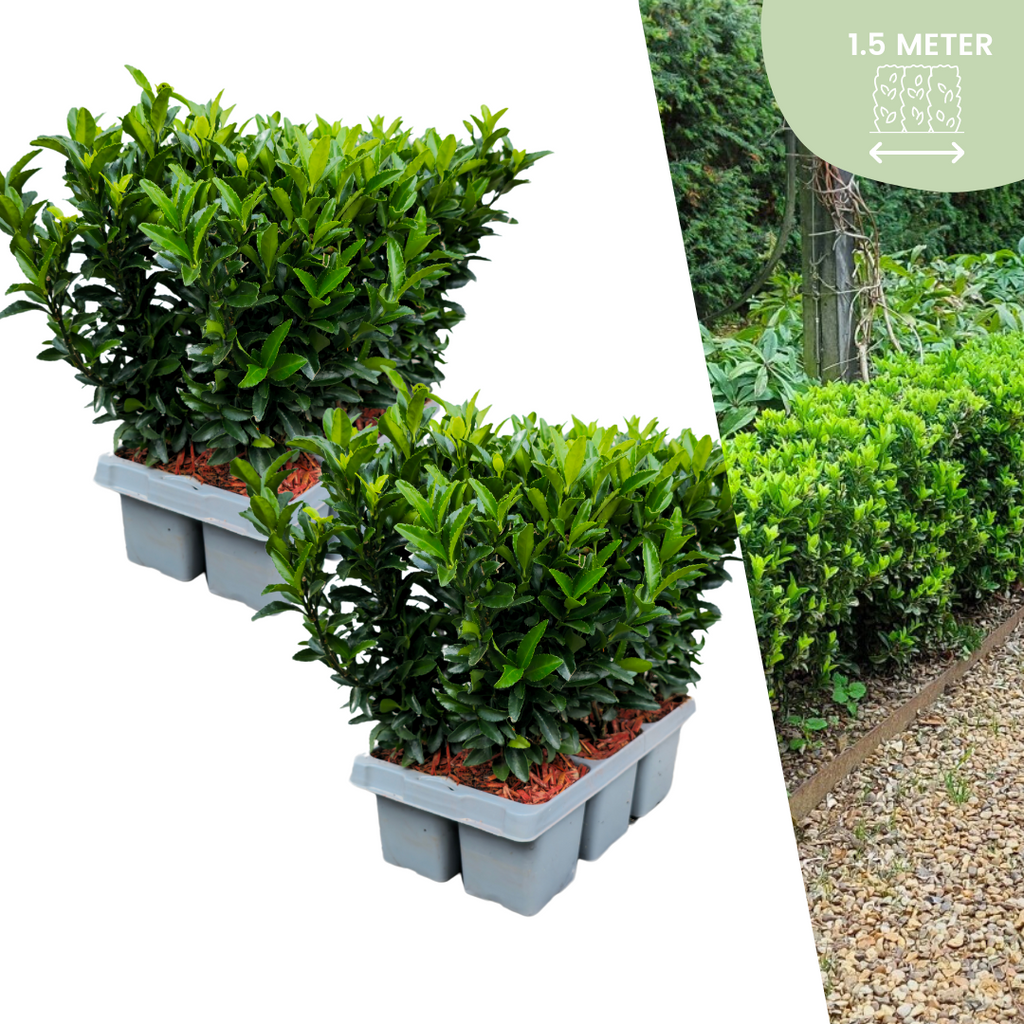 12x Euonymus 'Green Spire' 2x - 12 x Ø 7 cm - ↨ 15 cm