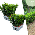 12x Euonymus 'Green Spire' 2x - 12 x Ø 7 cm - ↨ 15 cm
