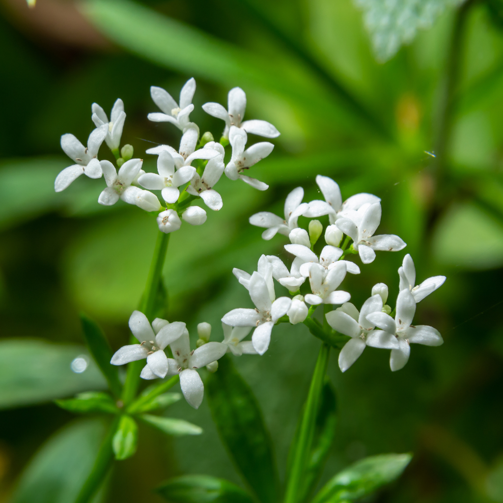 48x Galium odoratum - ↕10-25cm - Ø9cm