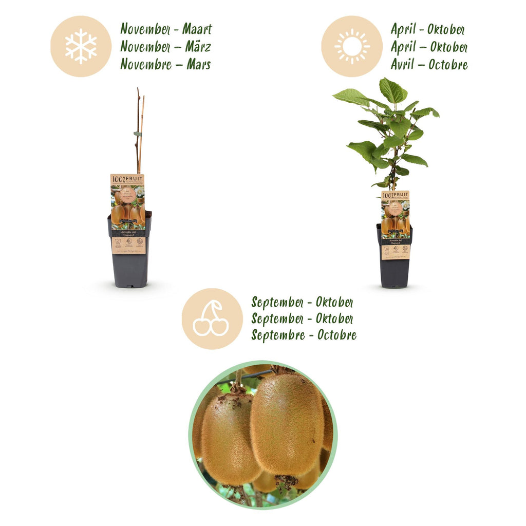 Fruitplant - Actinidia deliciosa Ken,s Red - Kiwiplant - Vrouwelijk - Rode Vrucht - 2 Planten - Pot 15cm - Hoogte 50cm