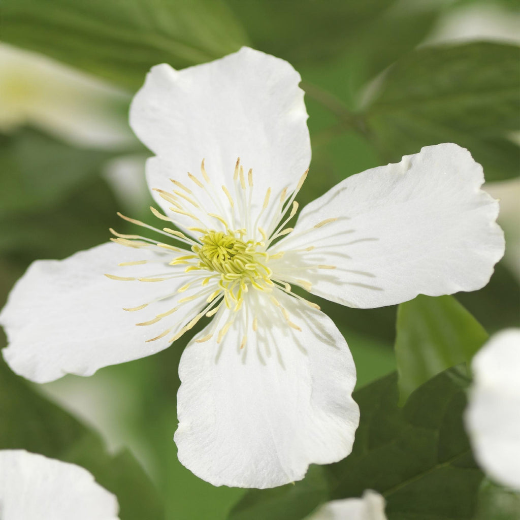 Klimplant - Clematis montana Grandiflora - Bloem Wit - Vroegbloeiend - Weinig onderhoud -2 planten -  Pot 11cm Hoogte 40cm