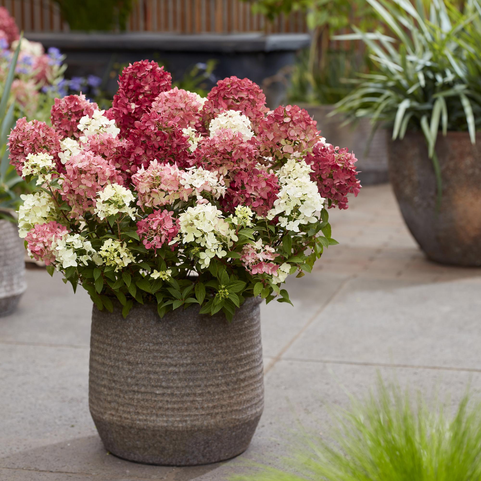 Tuinplant - Hydrangea panniculata Groundbreaker Ruby - Pluimhortensia - Winterhard - Rood - 1 Plant - Pot 14cm - Hoogte 20-25cm