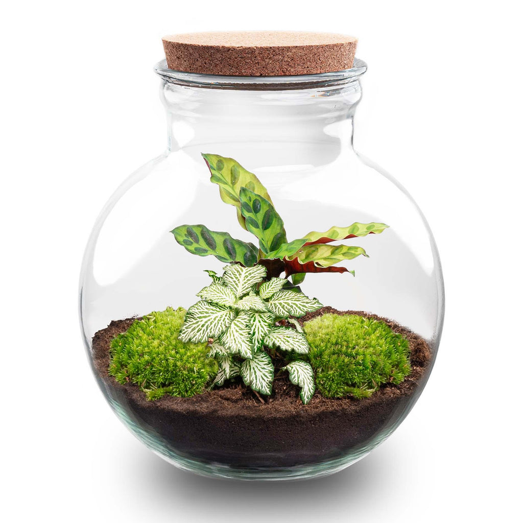 DIY Planten terrarium (met licht) - Teddy - Ø 25 cm ↑ 26,5 cm - Rake + Shovel + Tweezer