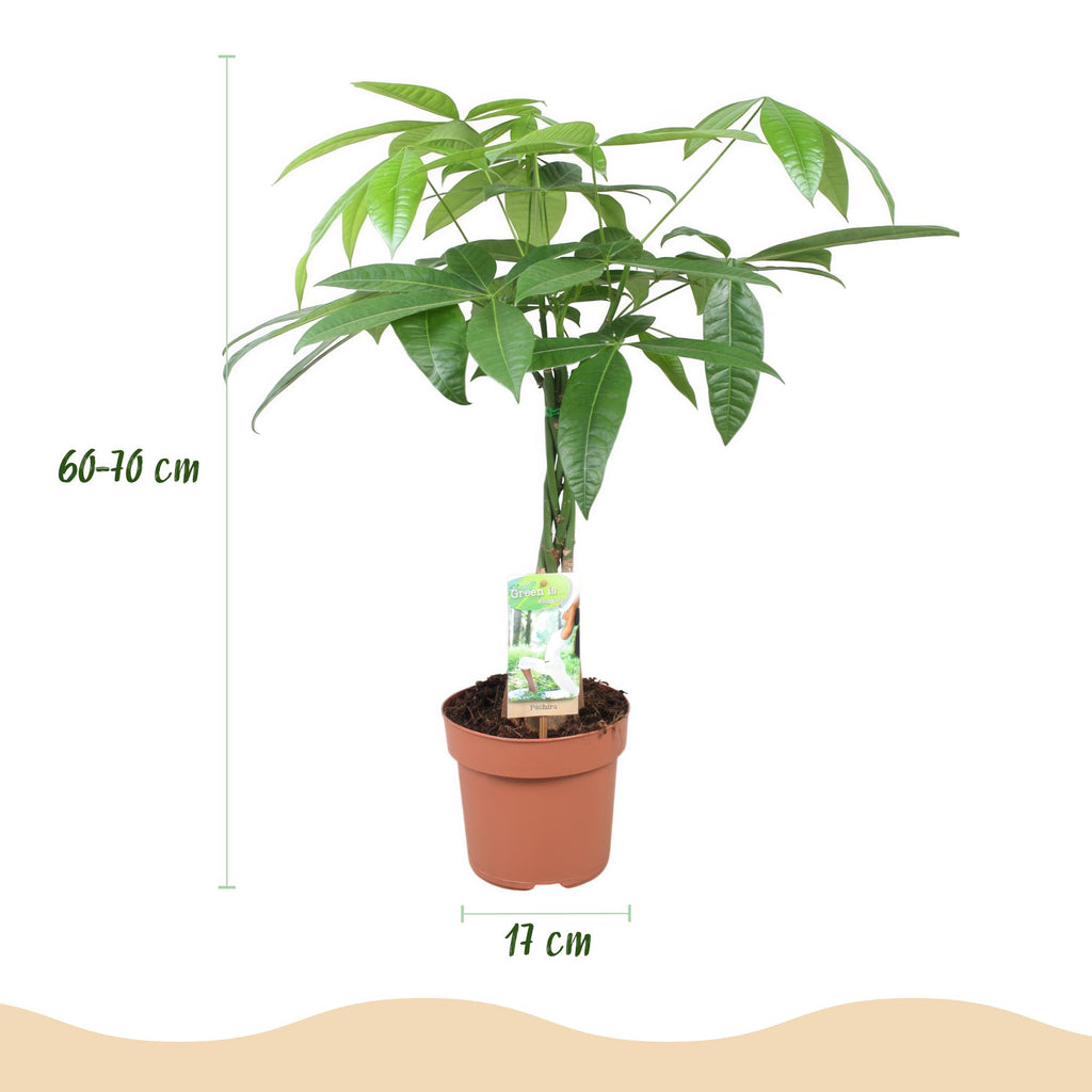 Green is... Kamerplanten - Pachira Aquatica gevlochten stam - Geldboom - Weinig onderhoud - Groen - 2 Planten - Pot 17cm - Hoogte 60-70cm