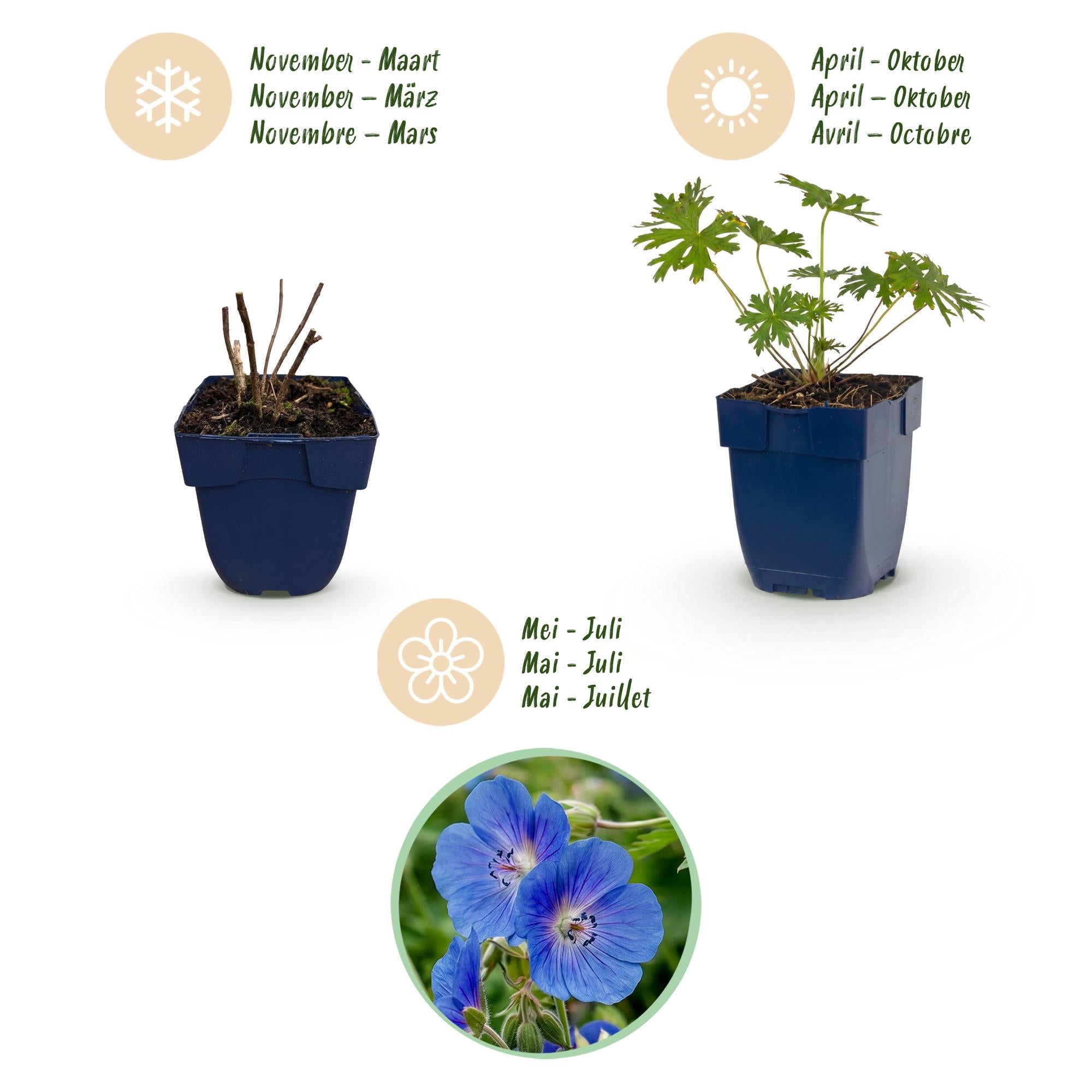 Vasteplant - Geranium Johnson's Blue - Ooievaarsbek - Bodembedekkend - Blauw - 12 Planten - Pot 11cm - Hoogte 15-25cm