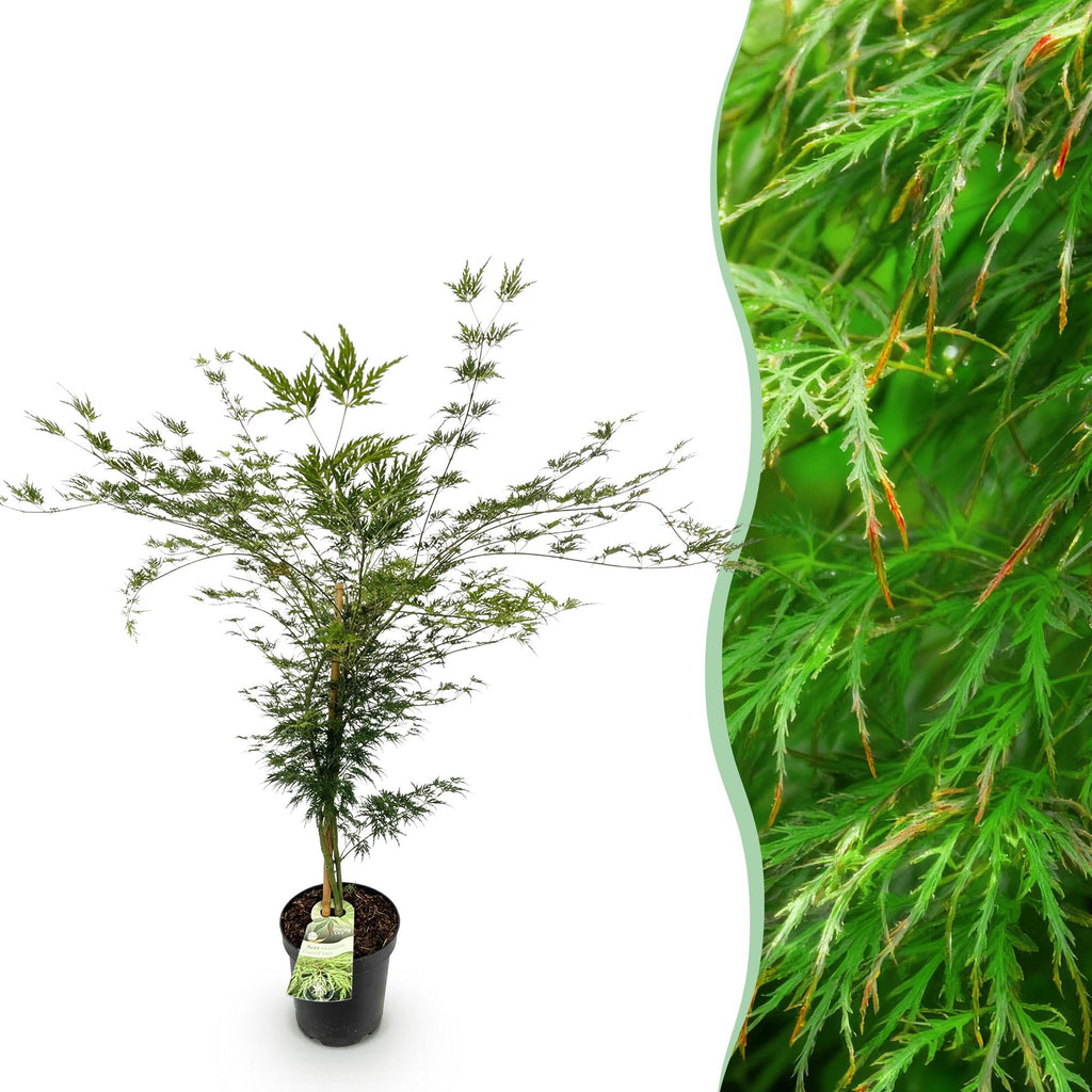 Tuinplant - Acer palmatum Emerald Lace - Japanse Esdoorn - Bladverliezend - Groen - 1 - Pot 26cm - Hoogte 90cm