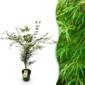 Tuinplant - Acer palmatum Emerald Lace - Japanse Esdoorn - Bladverliezend - Groen - 1 - Pot 26cm - Hoogte 90cm