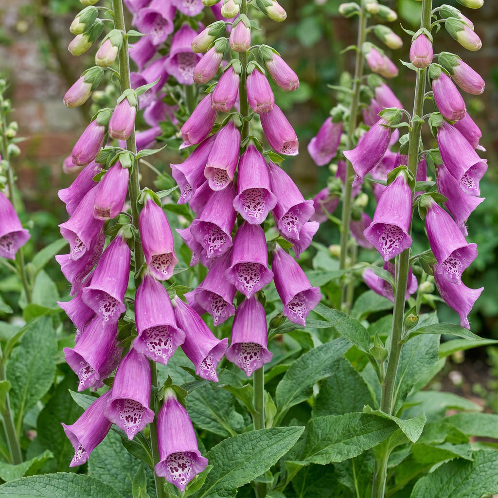 Vasteplant - Digitalis purp. Dalmatian Purple - Vingerhoedskruid - Schaduw - Paars - 12 Planten - Pot 11cm - Hoogte 15-25cm