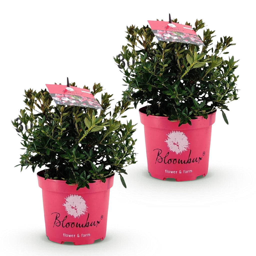 Dwerg Rhododendron - Rhododendron Bloombux Magenta - Bloeiende Buxus - Weinig Onderhoud - Roze Bloem - 2 Planten - Pot 17cm - Hoogte 30-40cm