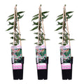3x - Lonicera henryi - ↨65cm - Ø15