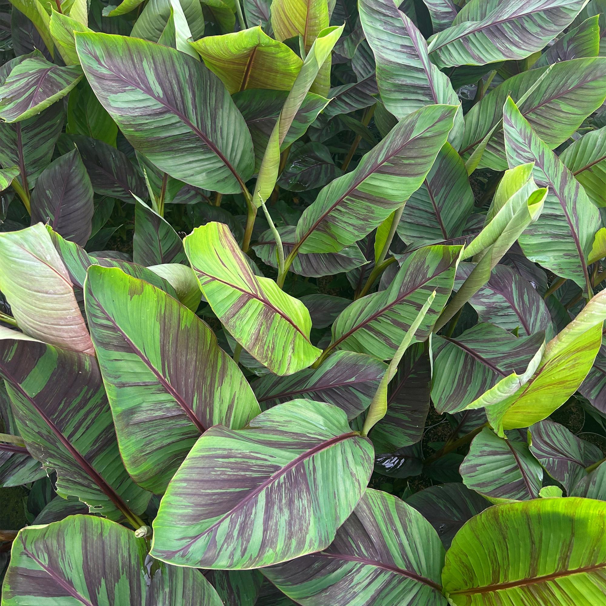 Fruitplant - Musa Ever Red - Bananenboom - Winterhard - Groen-Rood - 2 Planten - Pot 15cm - Hoogte 50cm