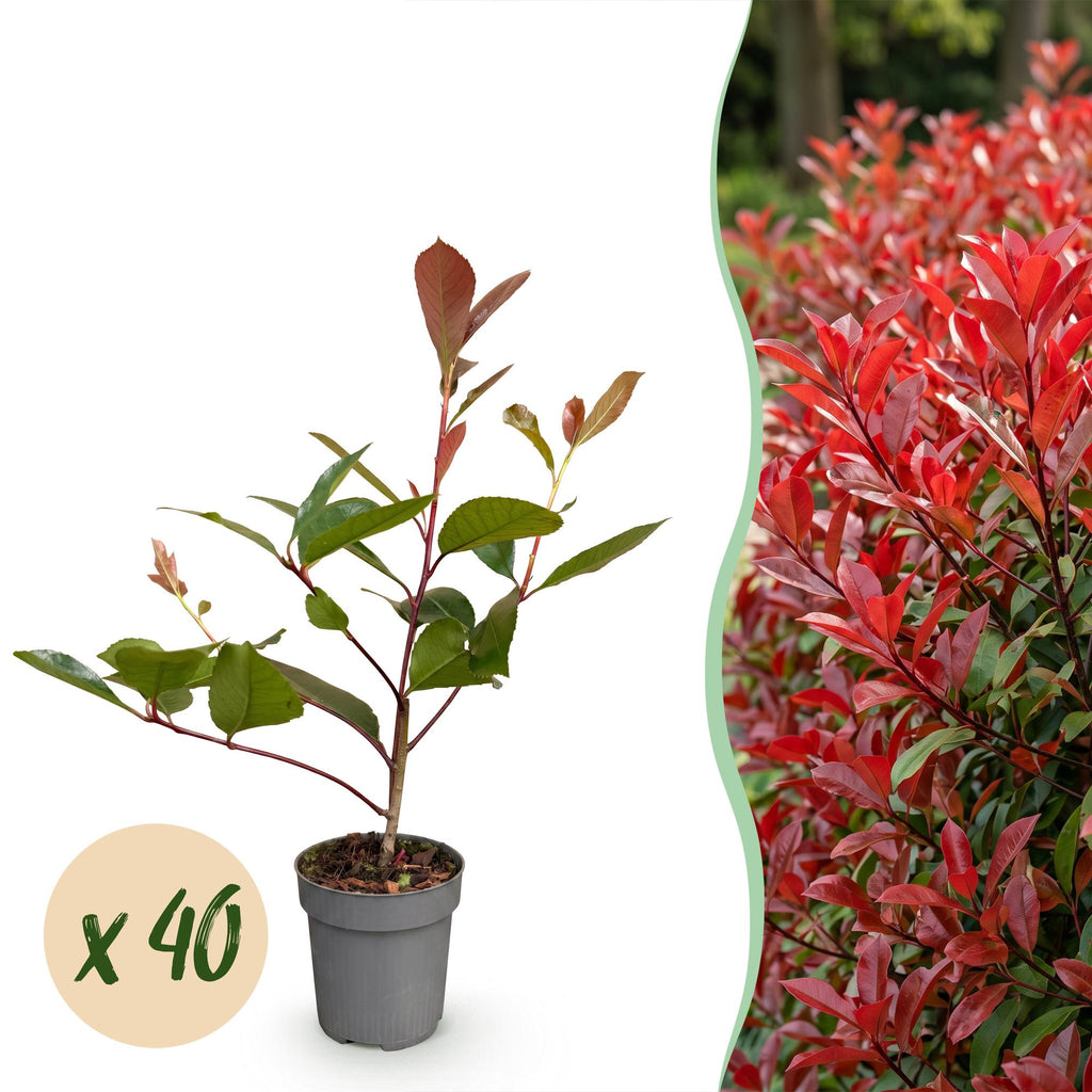40x Photinia fraseri Red Robin - Glansmispel - Haagplanten - Groenblijvend - Rood - Pot 9cm - Hoogte 25-35cm