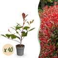 40x Photinia fraseri Red Robin - Glansmispel - Haagplanten - Groenblijvend - Rood - Pot 9cm - Hoogte 25-35cm
