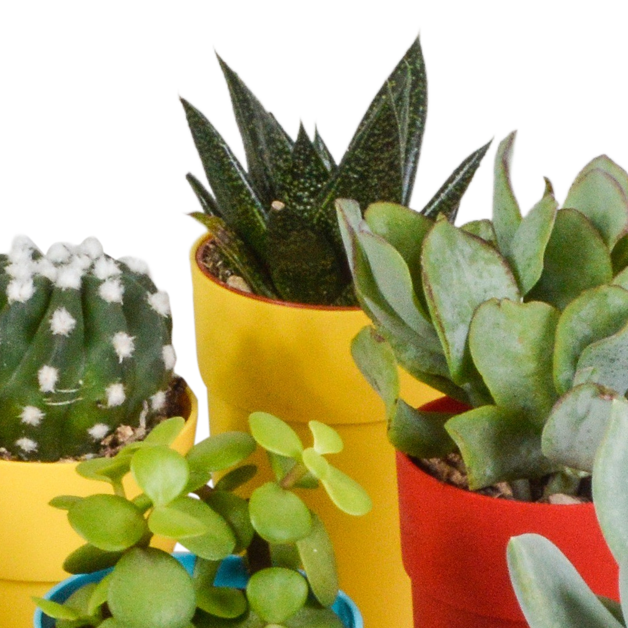 Cactus en vetplanten mix 5.5 cm | 15 stuks - in gekleurde plasticpot