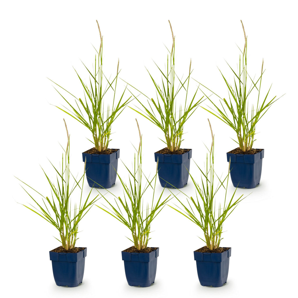 Grassen - Pennisetum or. Fairy Tales - Lampenpoetsergras - Met Pluim - Groen - 6 Planten - Pot 11cm - Hoogte 15-25cm
