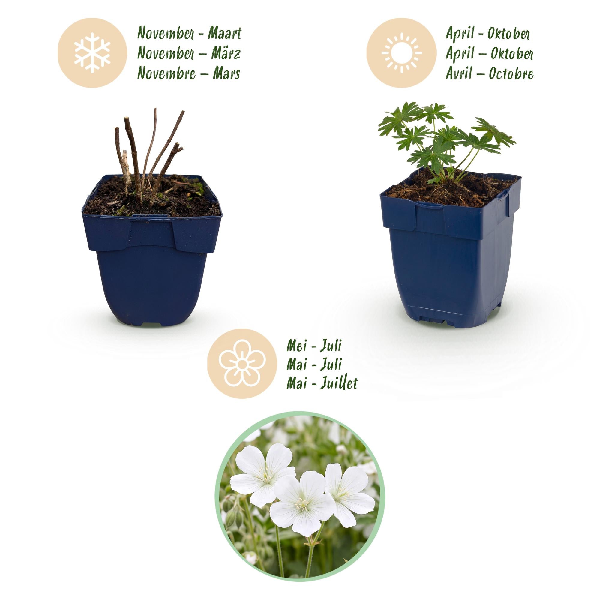 Vasteplant - Geranium sang. Album - Ooievaarsbek - Bodembedekkend - Wit - 12 Planten - Pot 11cm - Hoogte 15-25cm
