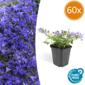 60x Campanula poscharskyana 'Stella' - ↕10-25cm - Ø9cm