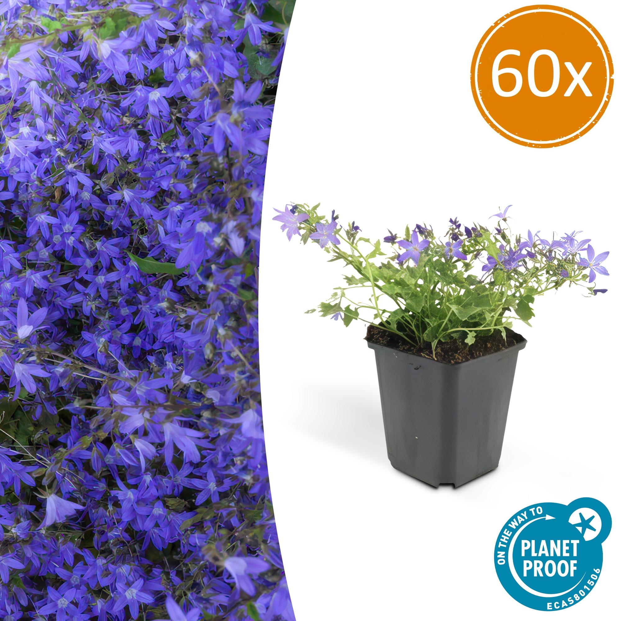60x Campanula poscharskyana 'Stella' - ↕10-25cm - Ø9cm
