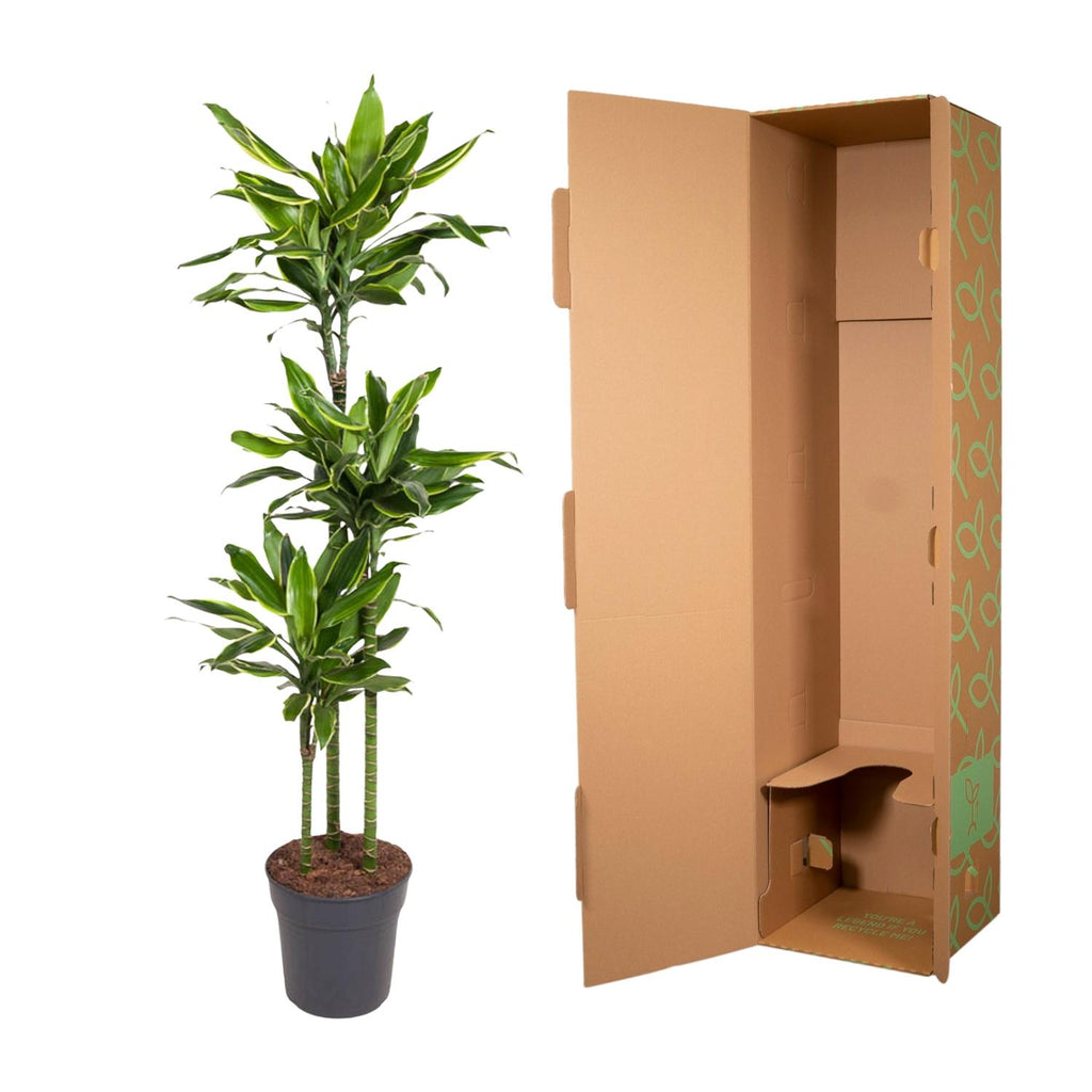 Dracaena Golden Coast - 150 cm - ø24