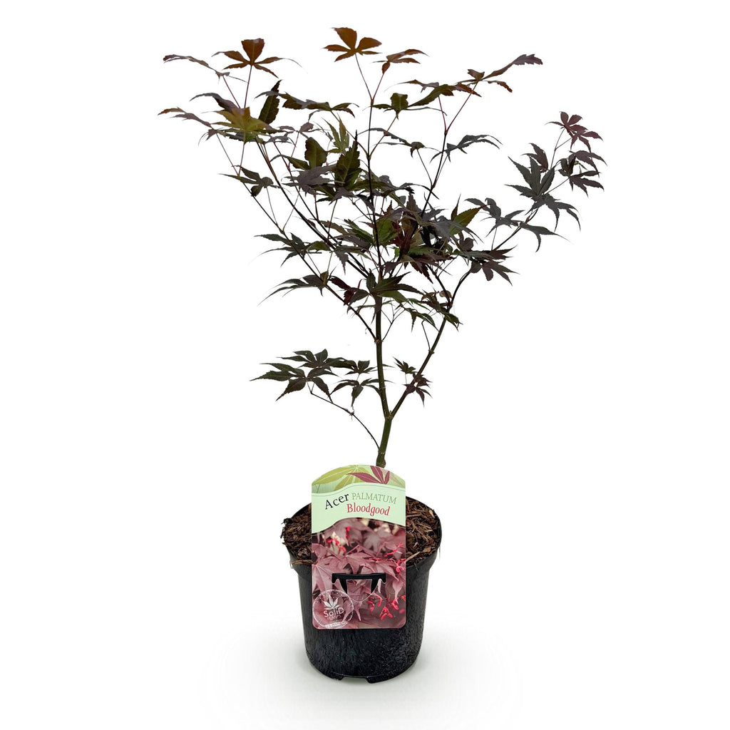 Terrasplant - Japanse Esdoorn - Acer palmatum Bloodgood - Rood - 1 Plant - Bladverliezend - Pot 19cm Hoogte 70cm