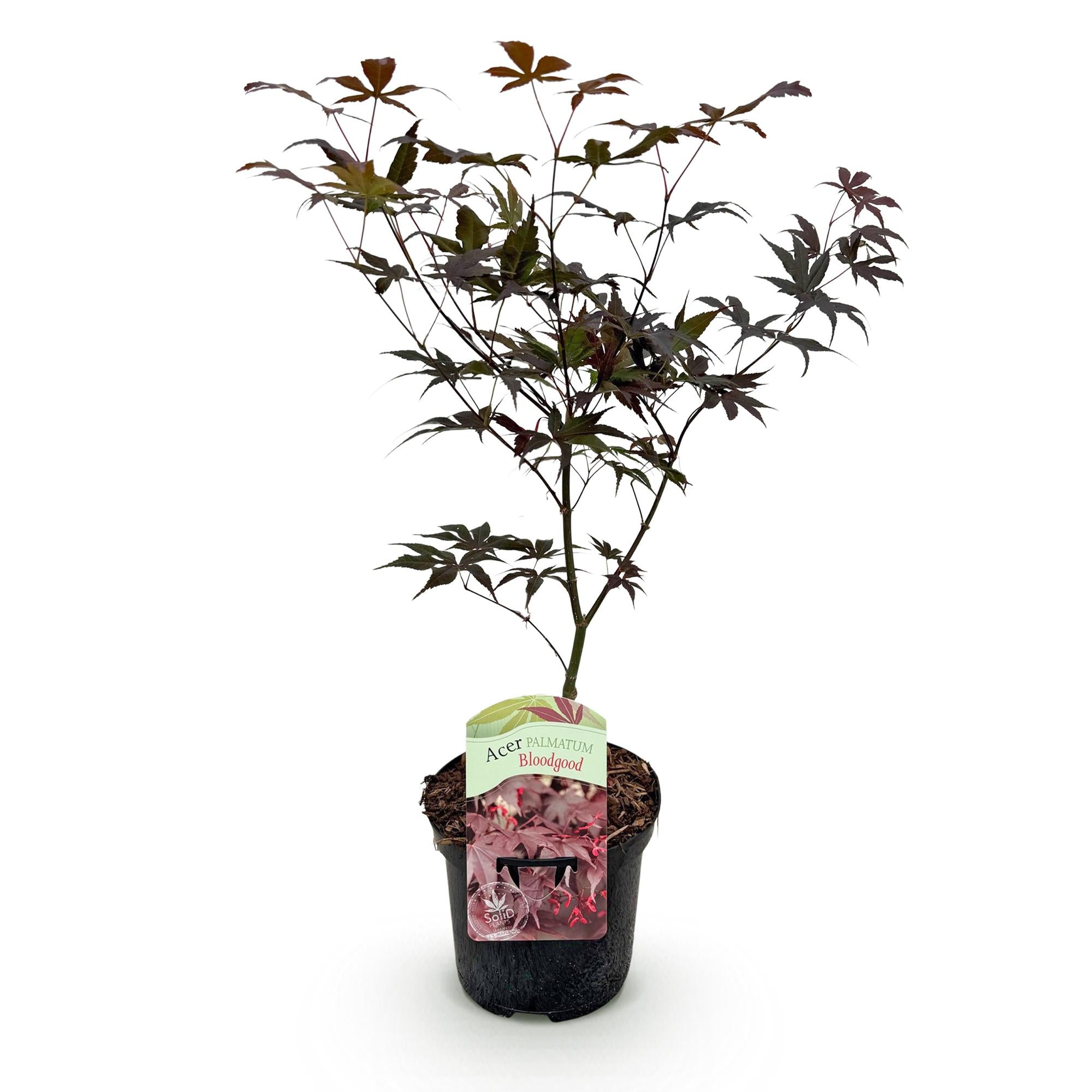 Terrasplant - Japanse Esdoorn - Acer palmatum Bloodgood - Rood - 1 Plant - Bladverliezend - Pot 19cm Hoogte 70cm