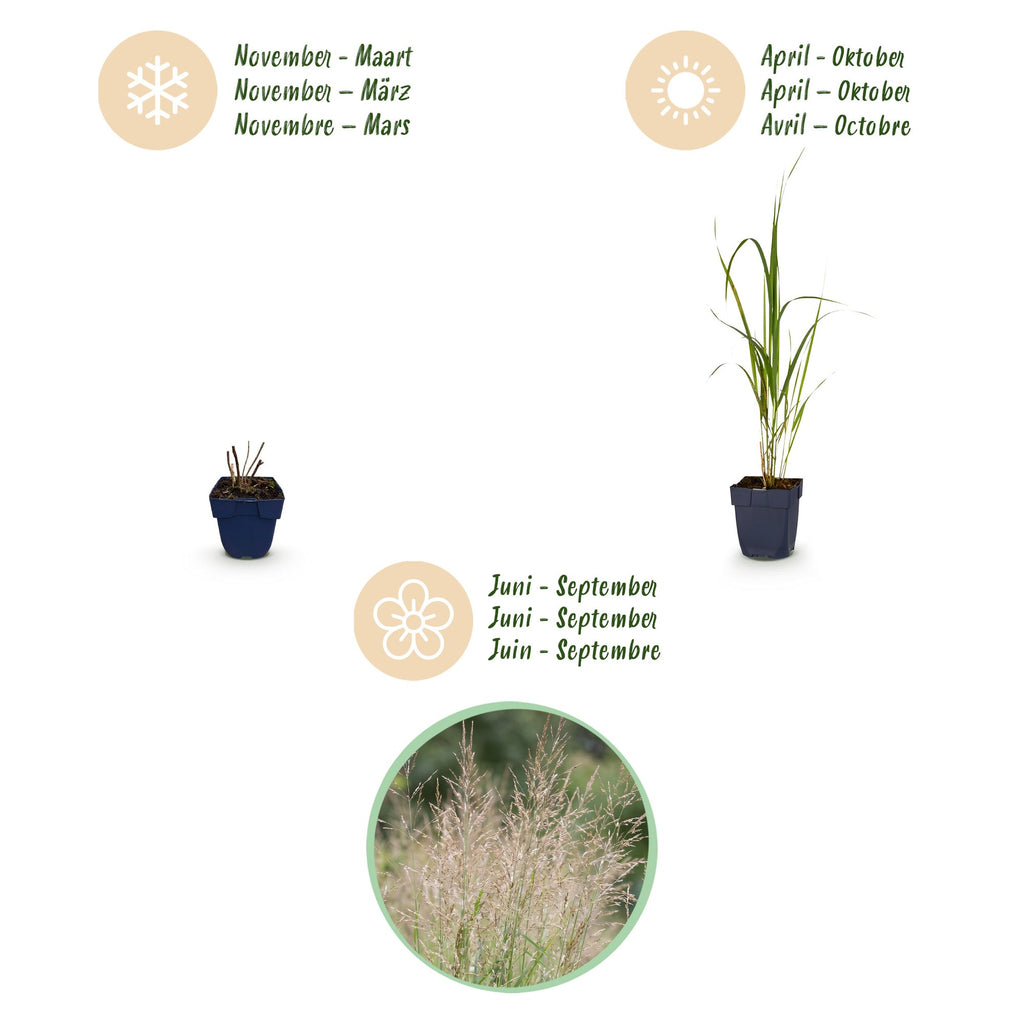 Grassen - Molinia arund. Karl Foerster - Pijpestrootje - Met Pluim - Groen - 12 Planten - Pot 11cm - Hoogte 15-25cm