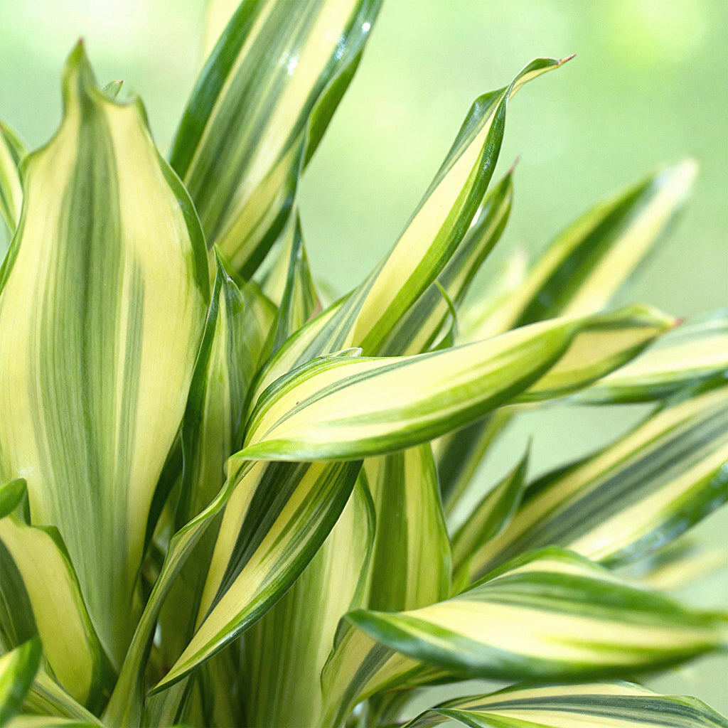 Green is... Kamerplanten - Dracaena fragrans Diamond Dream - Drakenbloedboom - Weinig onderhoud - Groen - 2 Planten - Pot 17cm - Hoogte 50-55cm