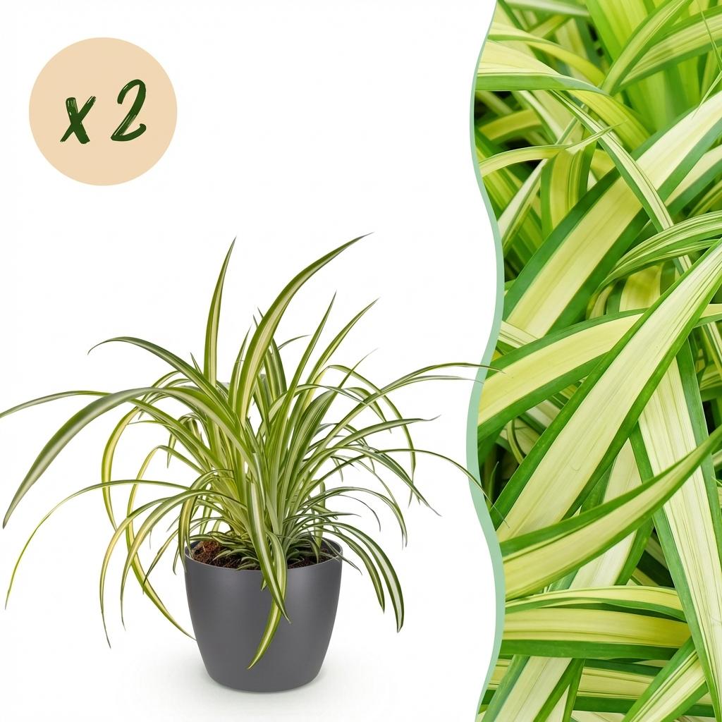 Kamerplant - Chlorophytum comosum Variegatum - Bonte Graslelie - Huisdiervriendelijke Plant - Groen - 2 Planten - met Potter Grijs - Pot 12cm - Hoogte 20cm