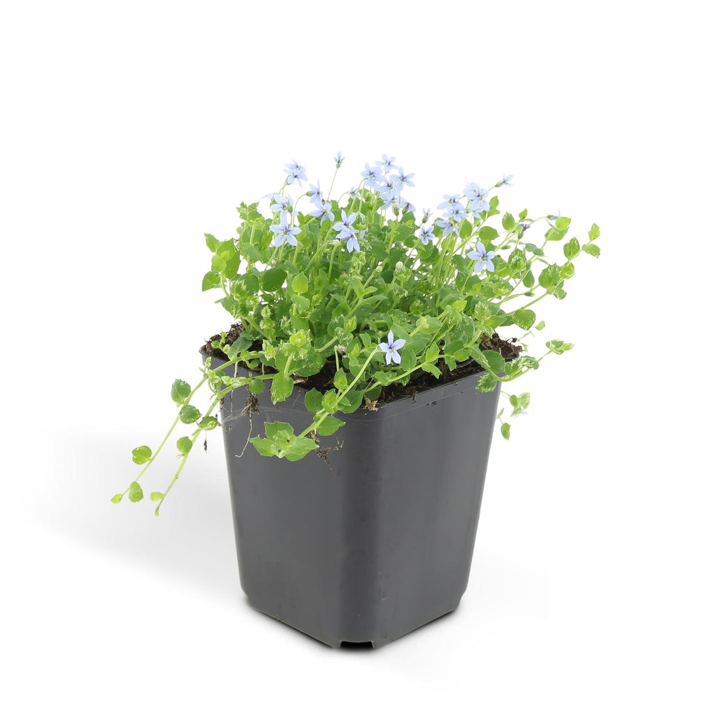 24x Isotoma fluviatilis - ↕10-25cm - Ø9cm