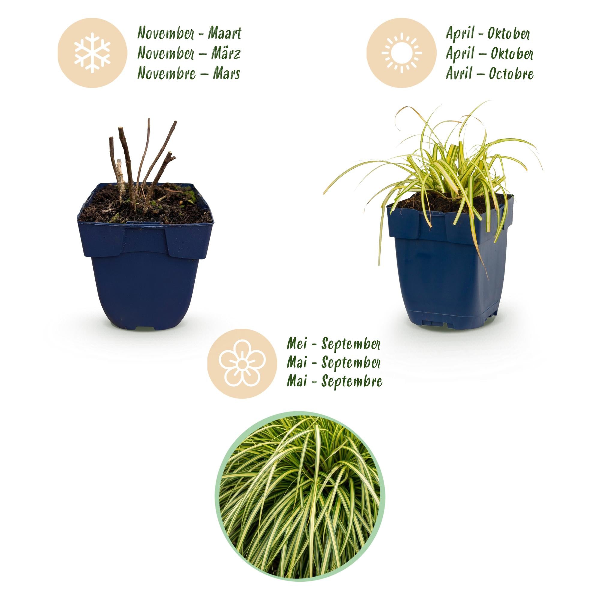 Grassen - Carex oshimensis Evergold - Japanse Zegge - Groenblijvend - Geel-Groen - 12 Planten - Pot 11cm - Hoogte 15-25cm