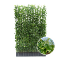 Hedera Hibernica - Klimop - Kant-en-Klaar Haag |  ↔120cm - ↨180 cm