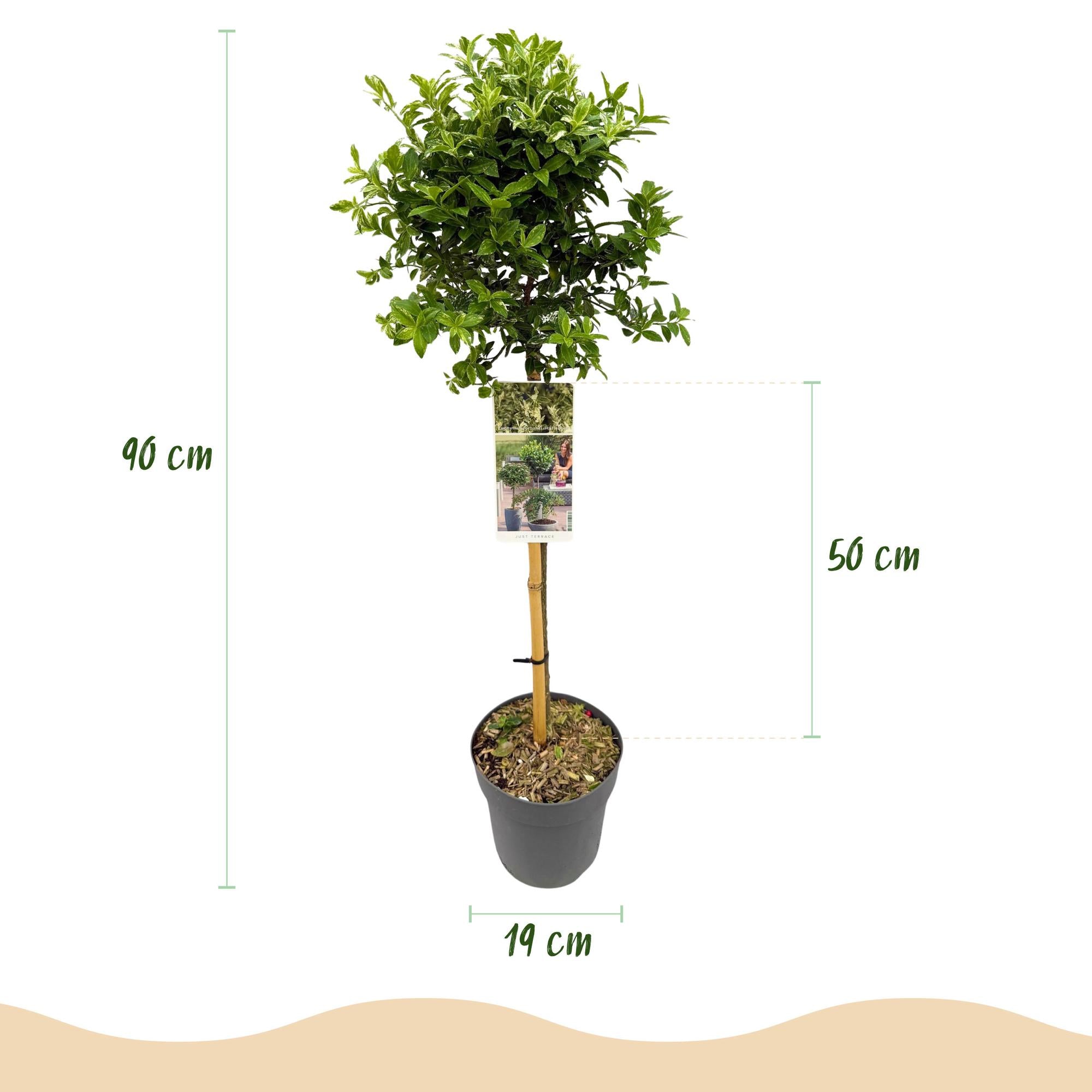 Plant op Stam - Euonymus fortunei Harlequin - Terras Plant - Bladhoudend - Winterhard - Groen-Wit Blad - Pot 19cm Hoogte 90cm