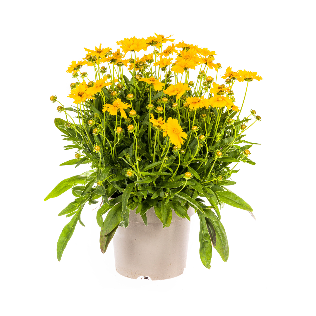 Coreopsis Grandiflora Ø19cm - ↕50 - 60cm