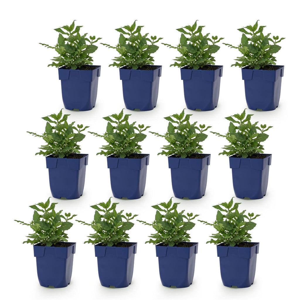Vasteplant - Salvia nem. Sense Deepl Pink - Salie - Bijen en Vlinderlokkers - Roze - 12 Planten - Pot 11cm - Hoogte 15-25cm