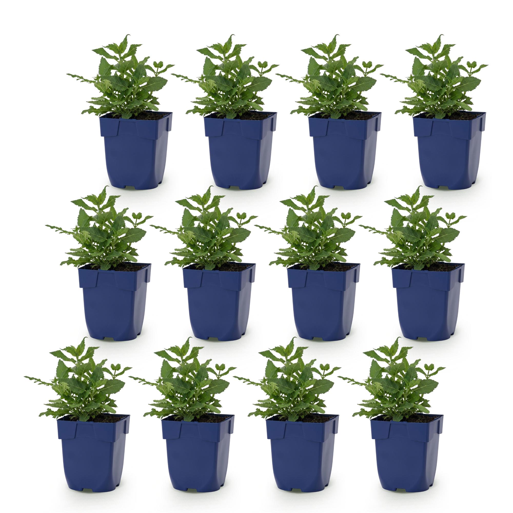 Vasteplant - Salvia nem. Sense Deepl Pink - Salie - Bijen en Vlinderlokkers - Roze - 12 Planten - Pot 11cm - Hoogte 15-25cm