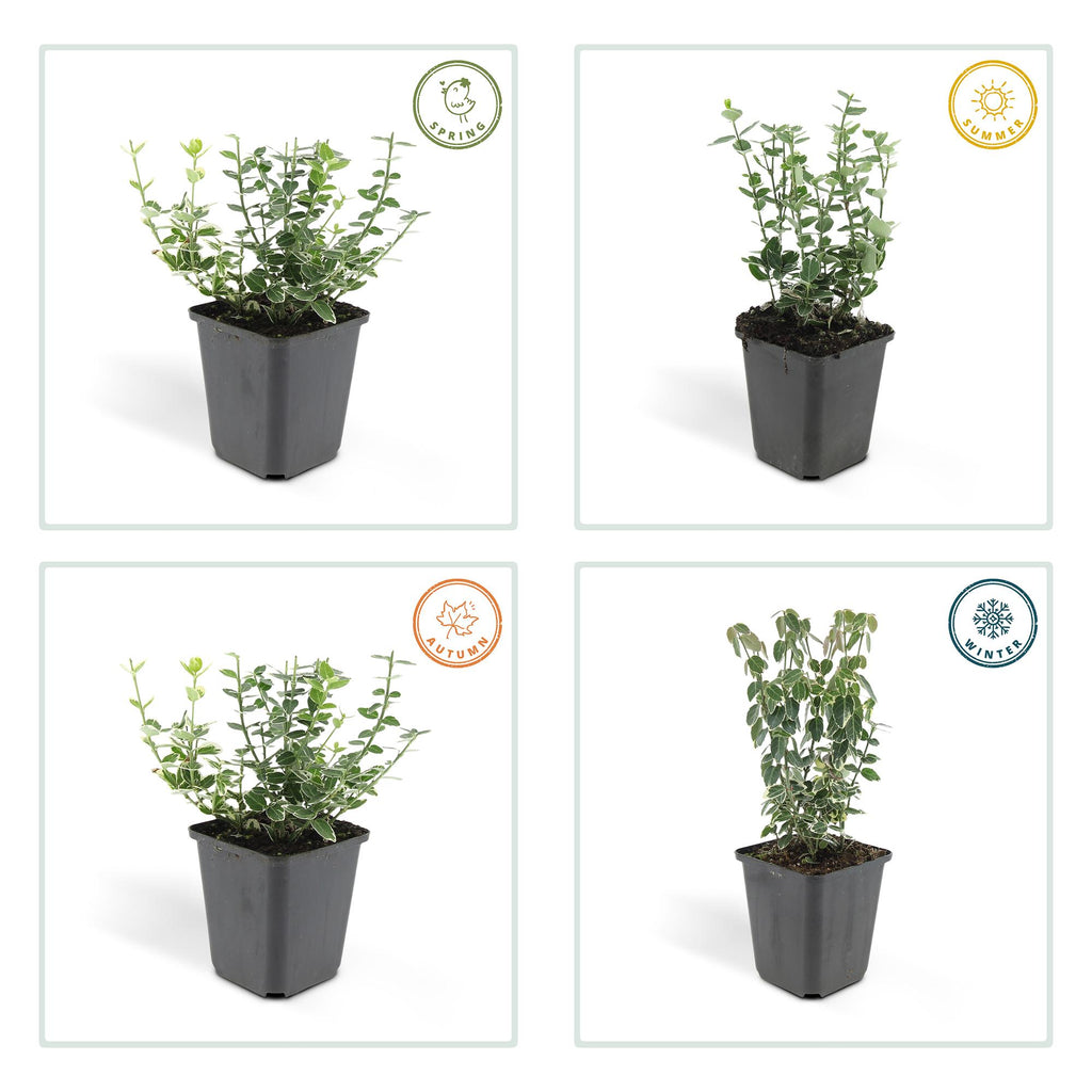 48x Euonymus fort. 'Emerald Gaiety' - ↕10-25cm - Ø9cm